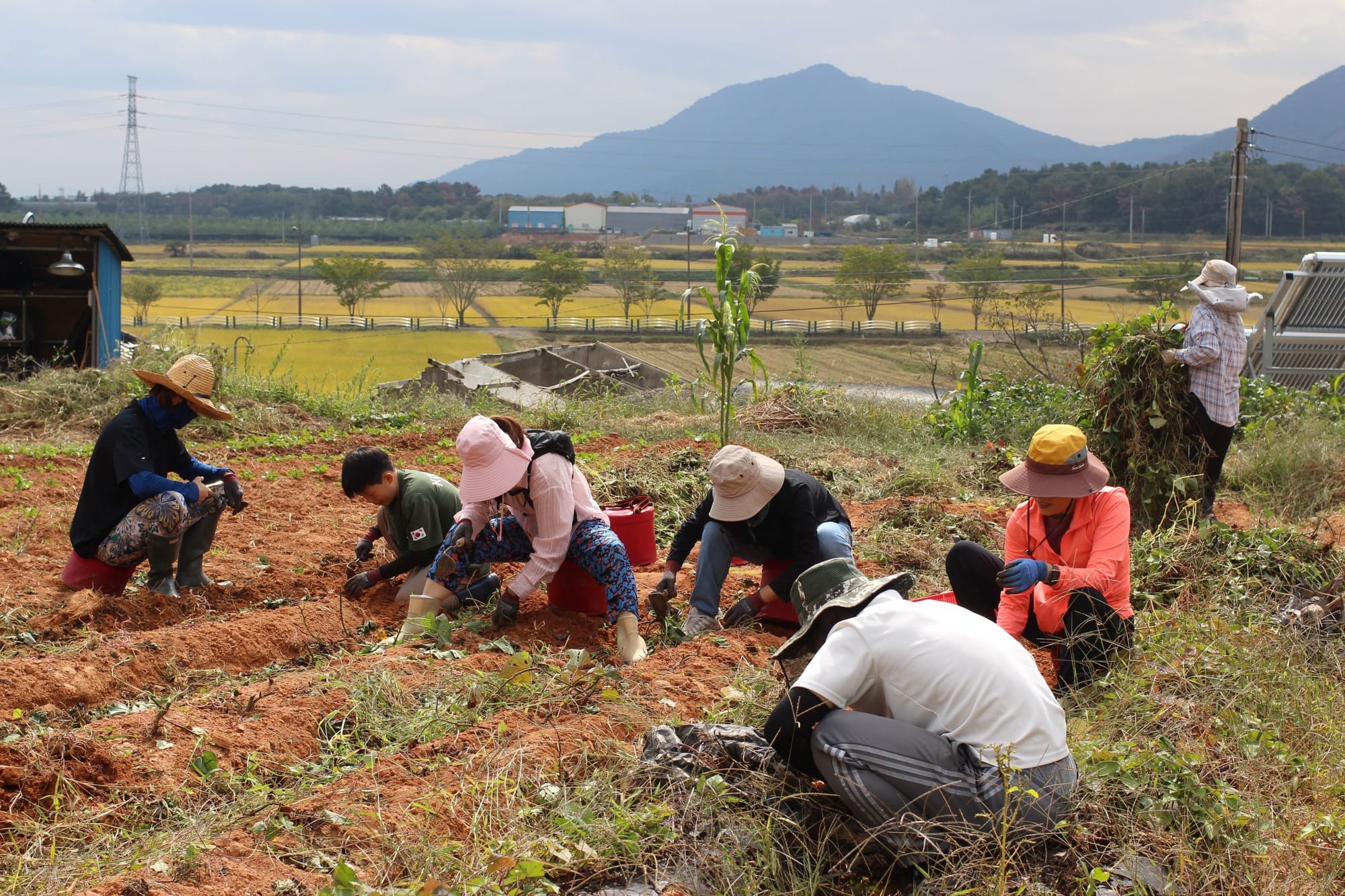 Several people crouch over a field. In the distance are rice fields and mountains.