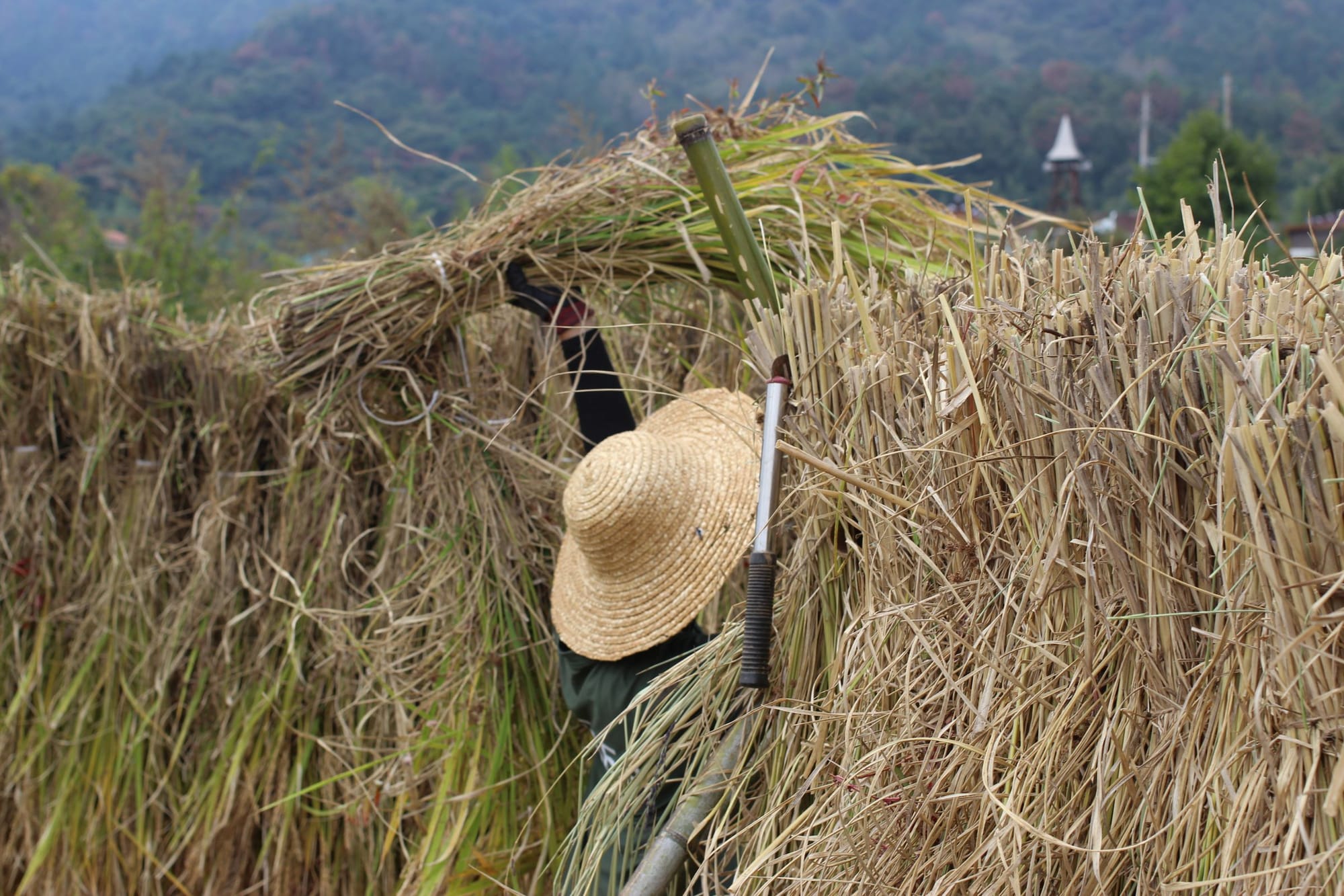 Many bundles of rice plants are drying in a line. One person, seen only by his hat and hamd holding a bundle of rice plants, is placing it in the line.