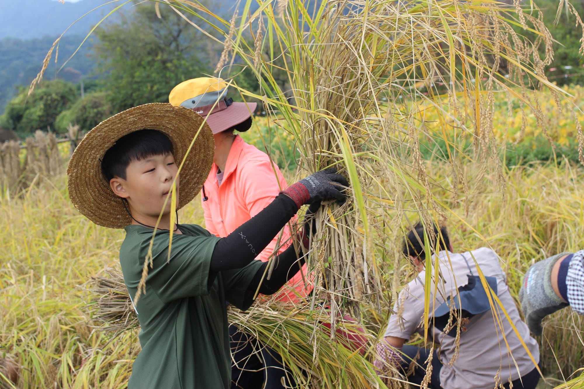 A boy carries a bundle of rice plants that is more than half as tall as him. A hand reaches out toward it. Behind are two people harvesting rice.