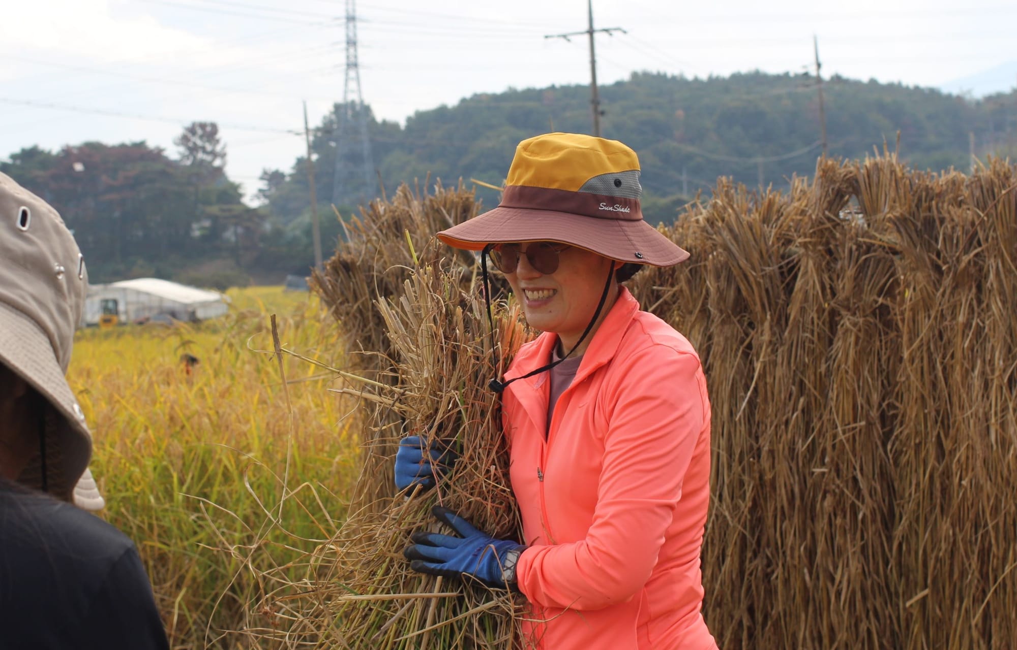 A person holds a bundle of rice plants in front of a yellow field of rice and trees in the distance.