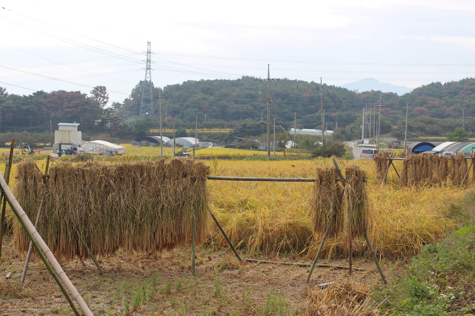 A few simple structures made of bamboo, carrying thick bundles of rice plants, in a yellow field of rice, with mountains in the back.