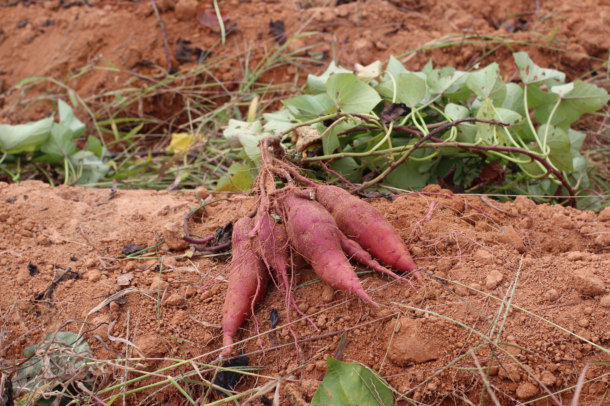Magenta sweet potatoes in a bunch, sitting above the soil.