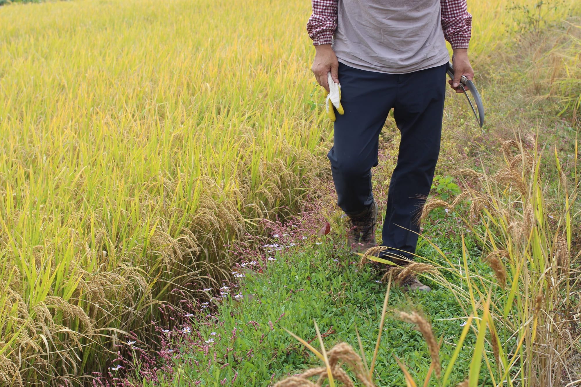 Someone walking through a field of yellow rice stalks and pink and purple flowers. He is holding a farming hand tool and a glove.