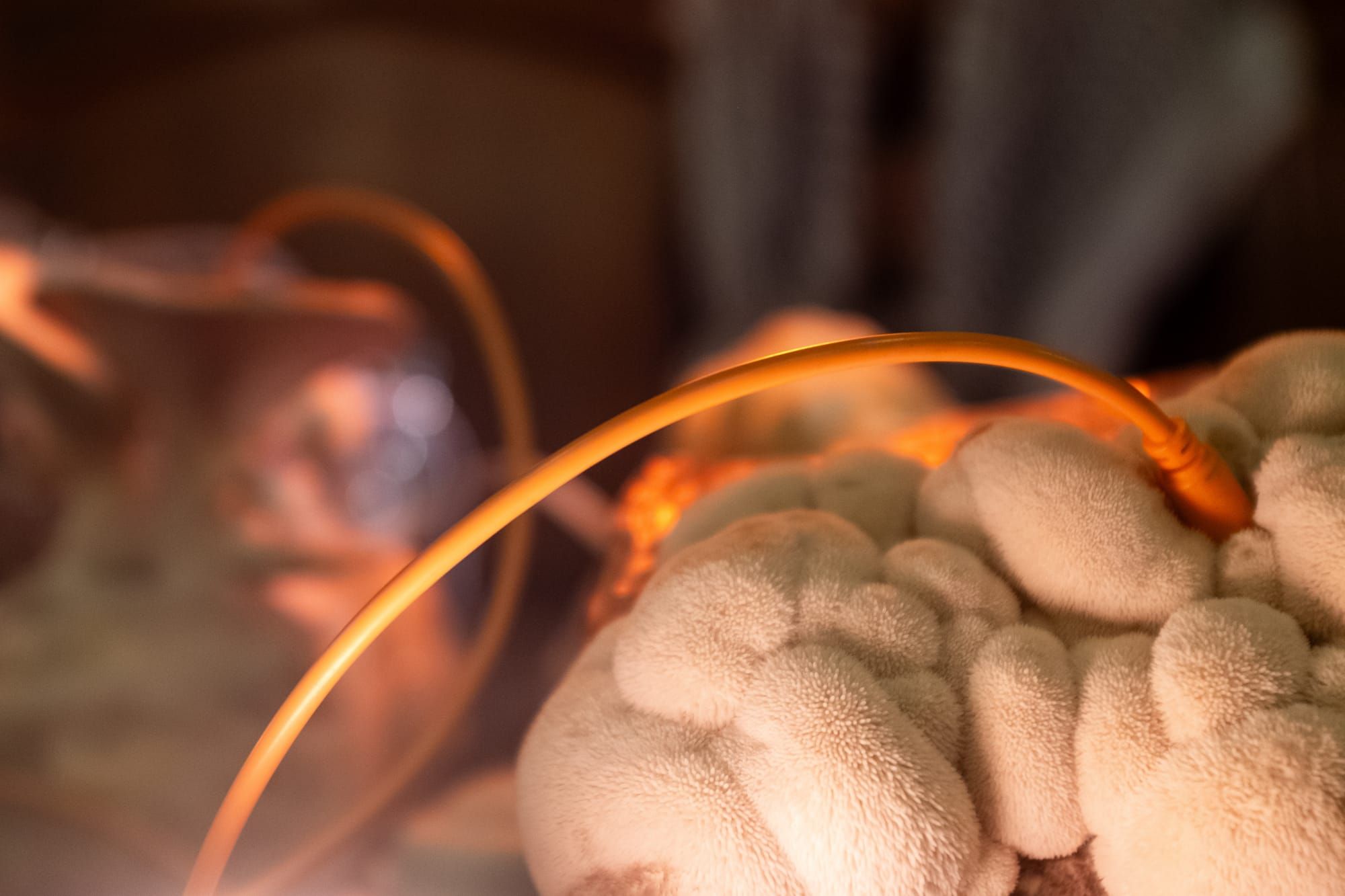 This Is Your Synth, On Shrooms