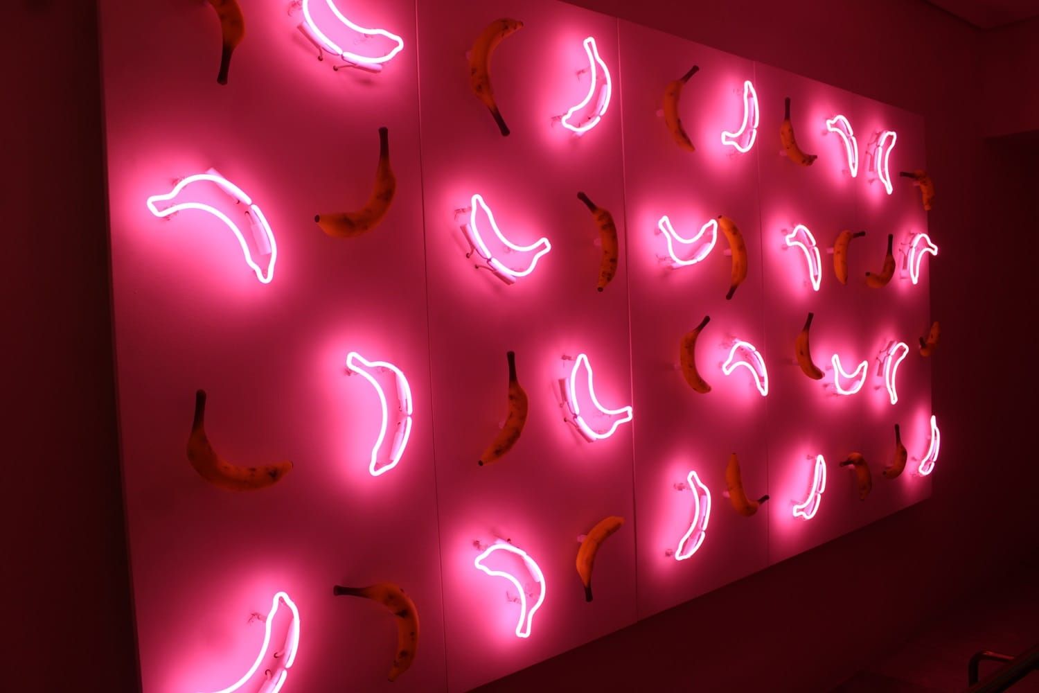 The Docent & The Goose Feathers