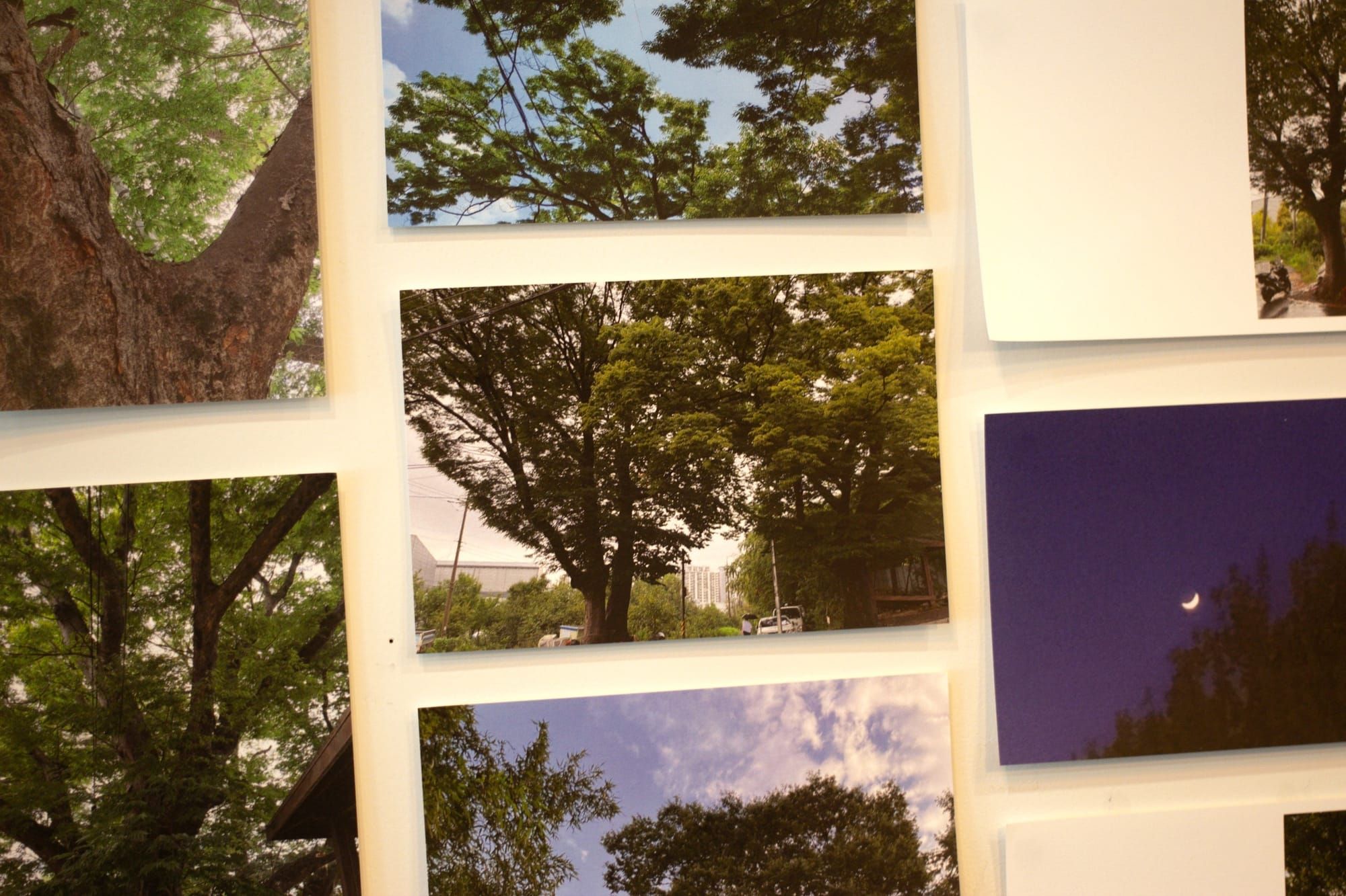 A collection of photographs is arranged close together on a wall. They are all photos of trees. They are zoomed into the branches, so the photos have a blended-together effect.