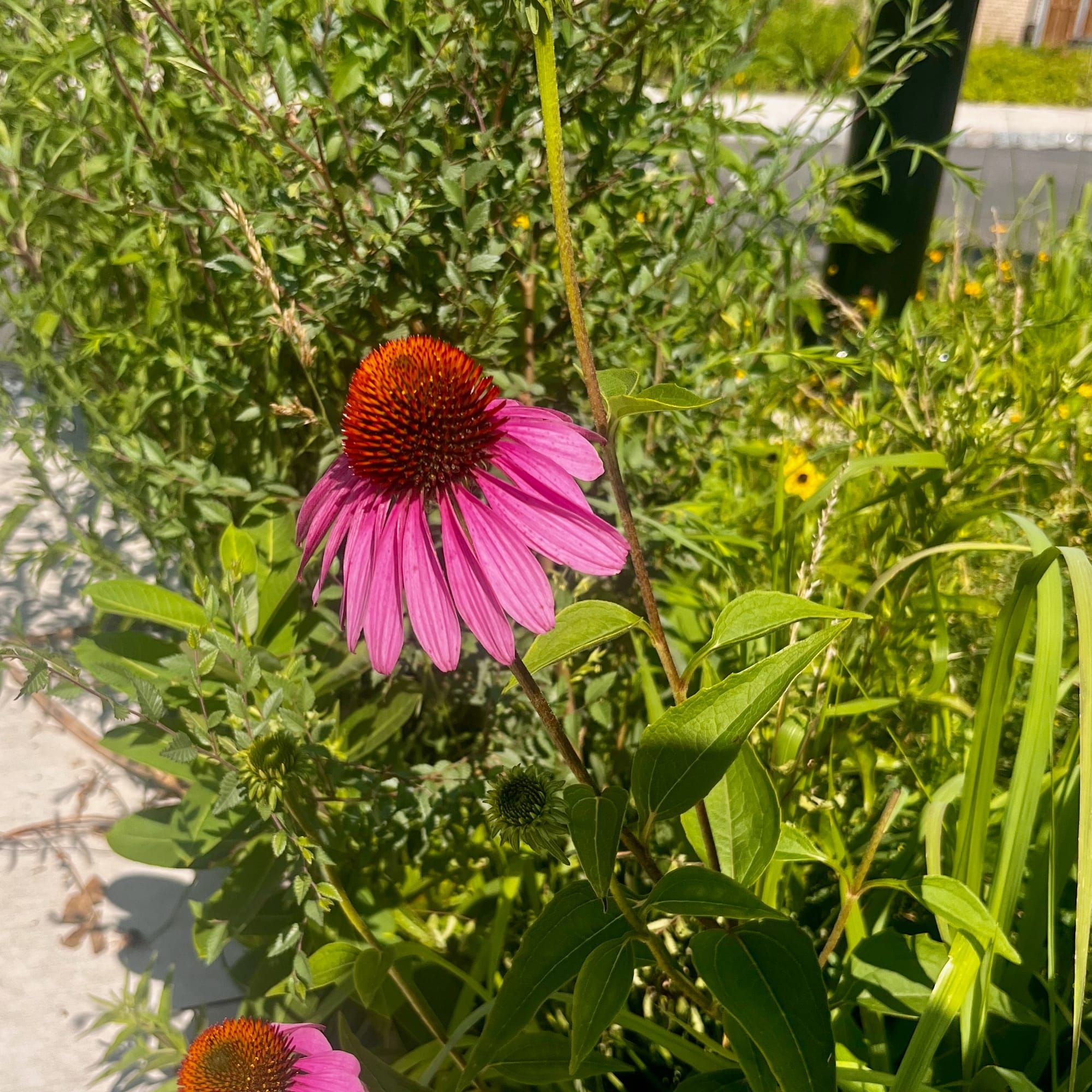 Herbalism in FDR Park