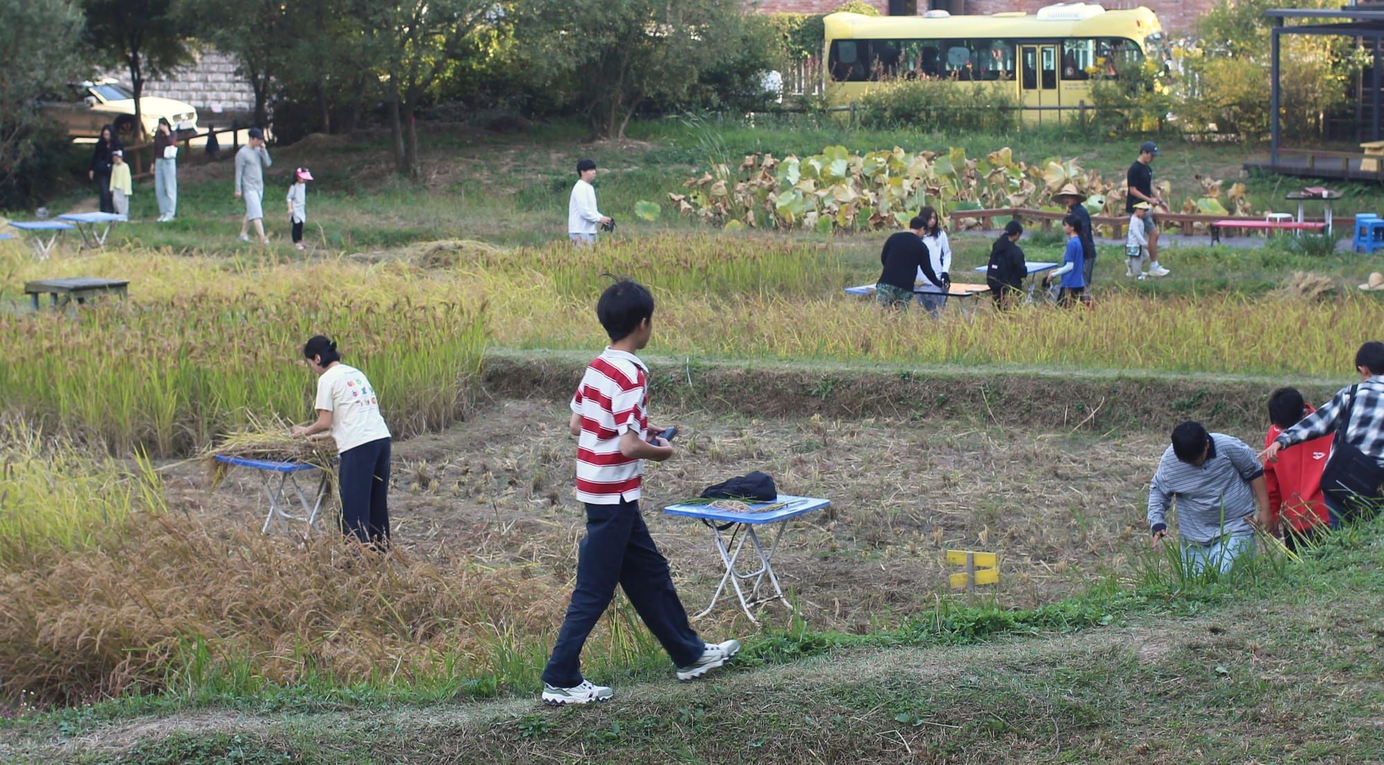 A boy in a red and white striped shit walks along a thin path. In the distance, on a lower tier, are adults harvesting rice. Further back is a yellow bus.