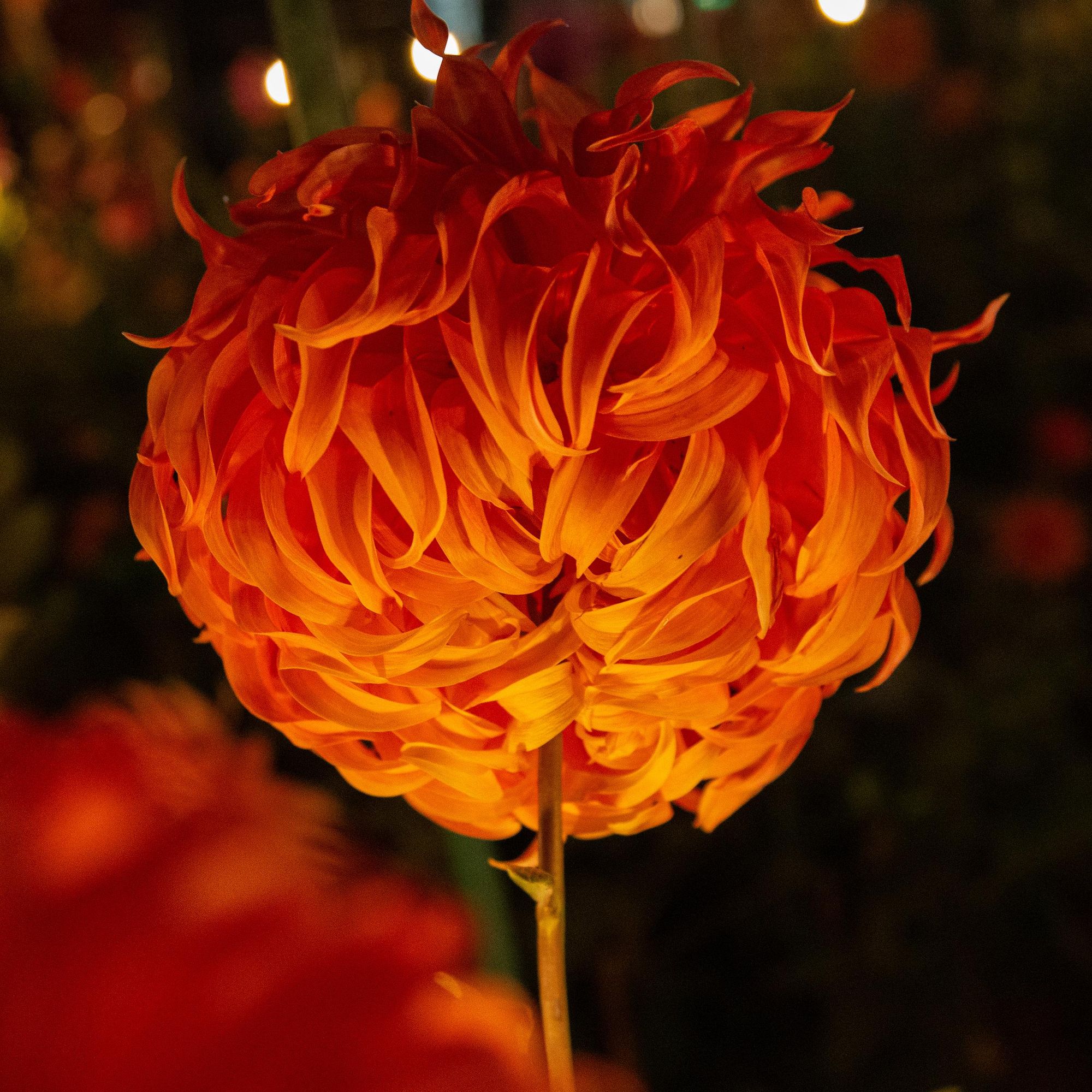 In Lit-Up Darkness, Gardens Pulsate With New Life