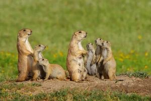 Human Animals Watch One Last Doc