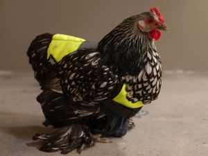 Orchard Welcomes Fresh Flock