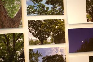 A collection of photographs is arranged close together on a wall. They are all photos of trees. They are zoomed into the branches, so the photos have a blended-together effect.