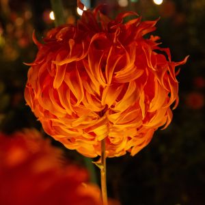 In Lit-Up Darkness, Gardens Pulsate With New Life