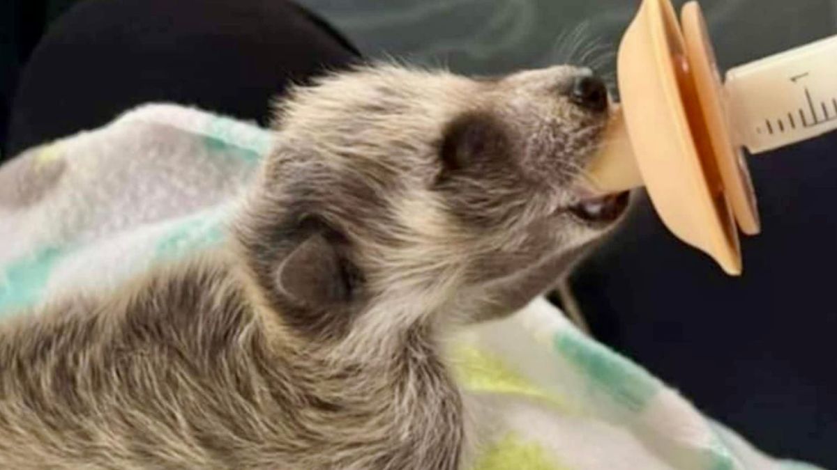 Wildlife Advocates Applaud Introduction of Alabama Good Samaritan Wildlife Rehabilitation Act