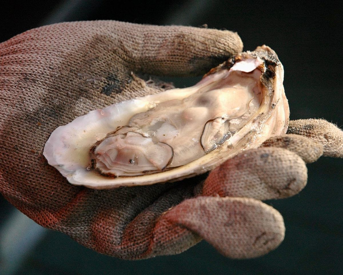 Oyster Season Closes on December 23