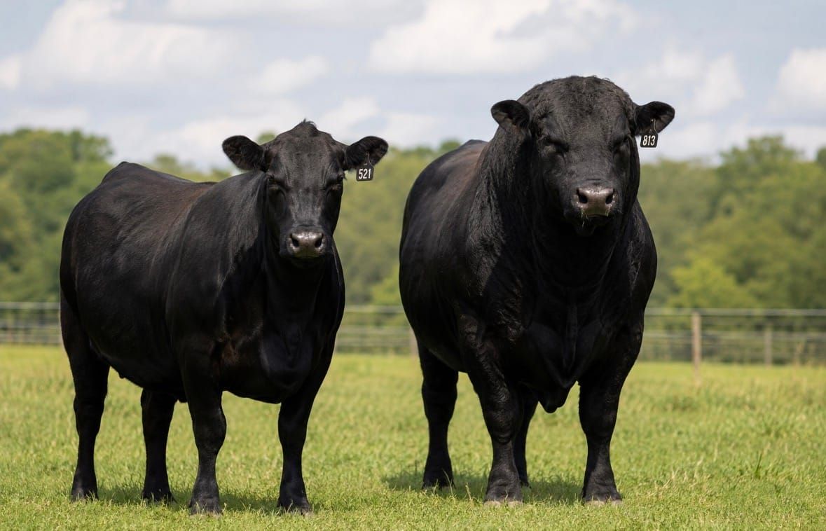 Trump’s Beef Import Decision Has Alabama Cattlemen Angry — But There’s More to the Story