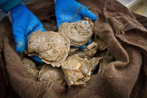 Limited Oyster Harvest Opens November 2