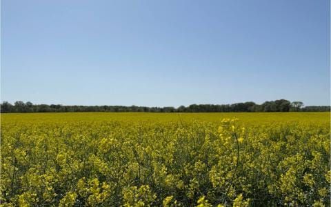 U. S. Representative Dale Strong Introduces Winter Canola Study Act to Address Crop Insurance Gaps