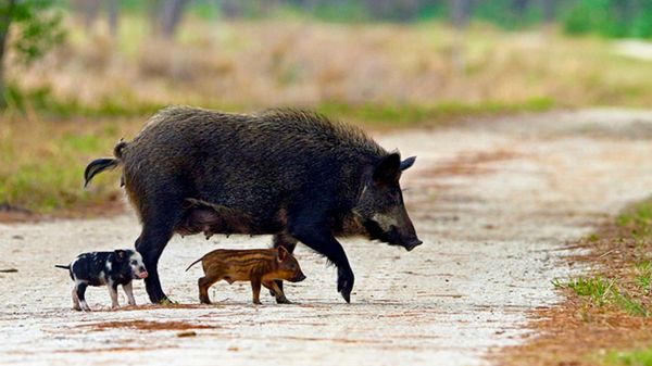 Moore, Tuberville, Britt Introduce Bills to Combat Feral Hogs