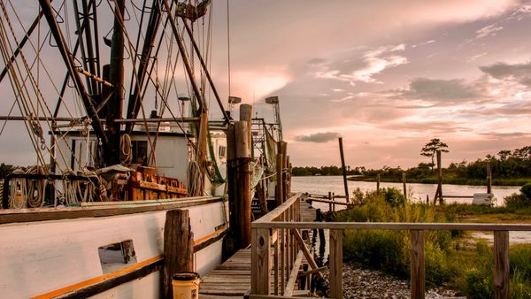 Alabama State Waters to Reopen for Shrimp Harvesting on June 1