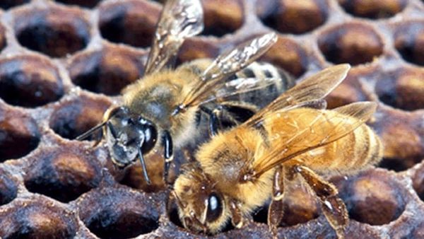 “Killer Bees” Found in Barbour County