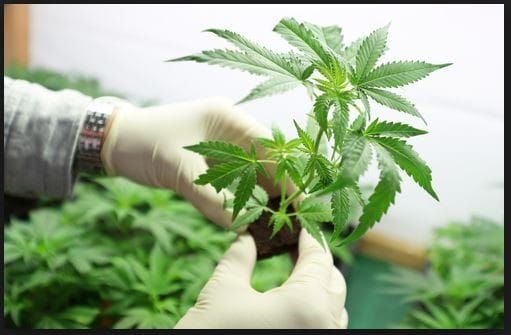 Eagle Forum of Alabama Responds to President Trump’s Decision to Reschedule Marijuana