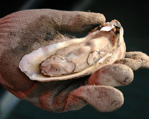 Oyster Season Closes on December 23