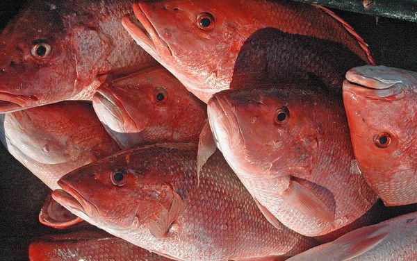 Red Snapper Season Opens 7 Days a Week Starting May 22
