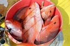 Snapper Season Opens Next Week; AL Creel Certified