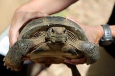 WFF, 68 Ventures Team Up to Relocate Gopher Tortoises