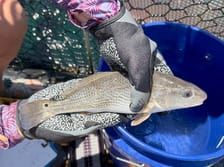 Dauphin Island Sea Lab Aquaculture Project Harvests First Fish