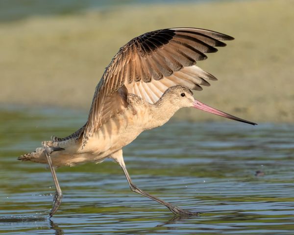Outdoor Alabama Photo Contest Exhibition Opens in Montgomery on July 6