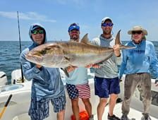 Great Amberjack Count Estimates Far More AJs in the Gulf