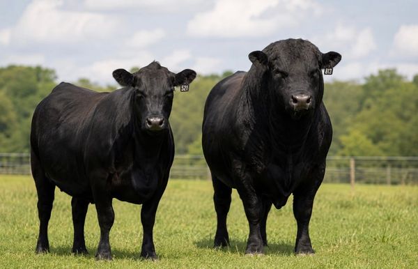 Trump’s Beef Import Decision Has Alabama Cattlemen Angry — But There’s More to the Story