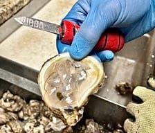 Alabama's Oyster Restoration Efforts Continue with Additional Help