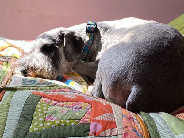 Grey Standard Schnauzer in repose, on a colourful quilt