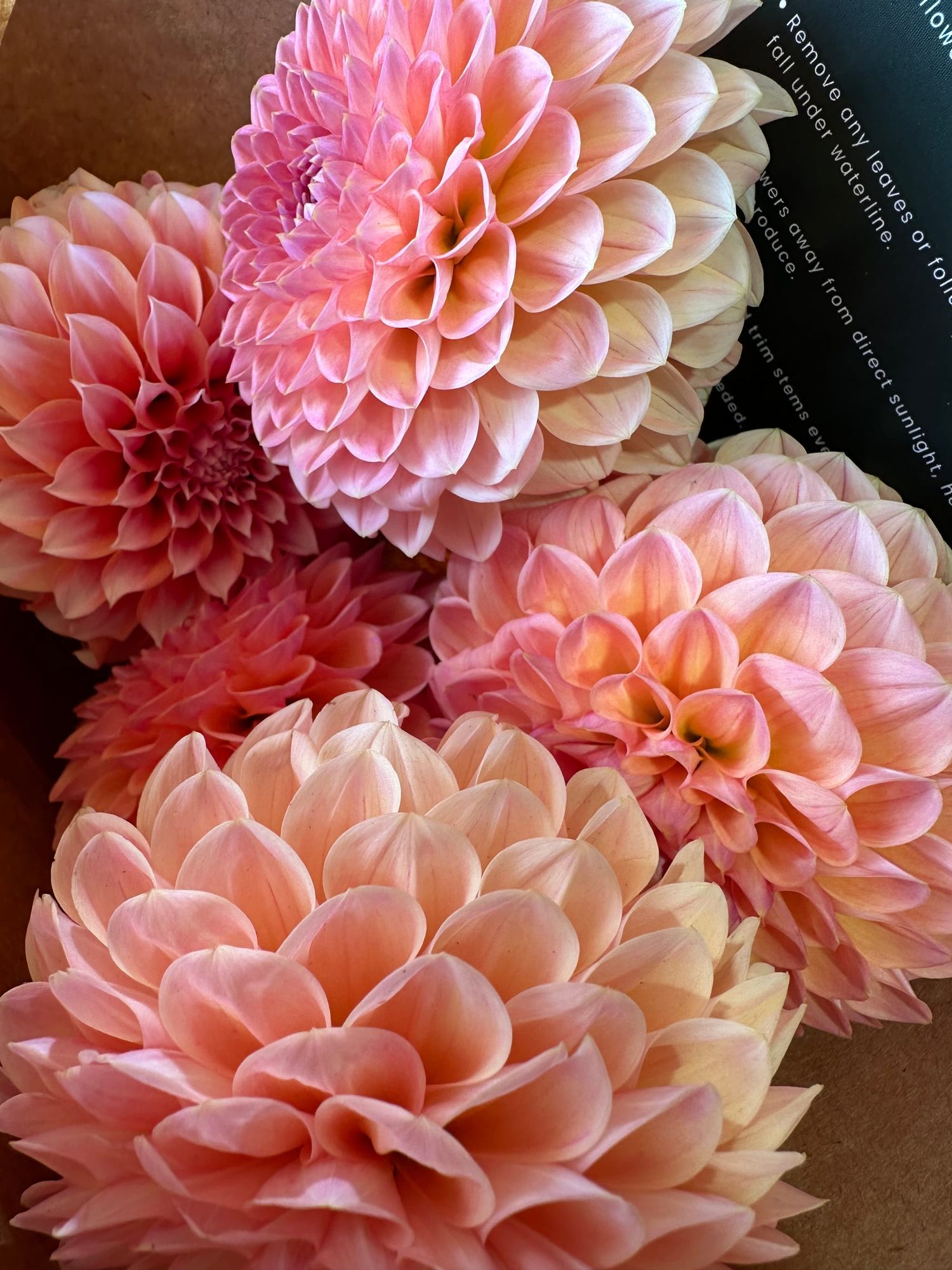 FAMOUS KNOTS OF HISTORY