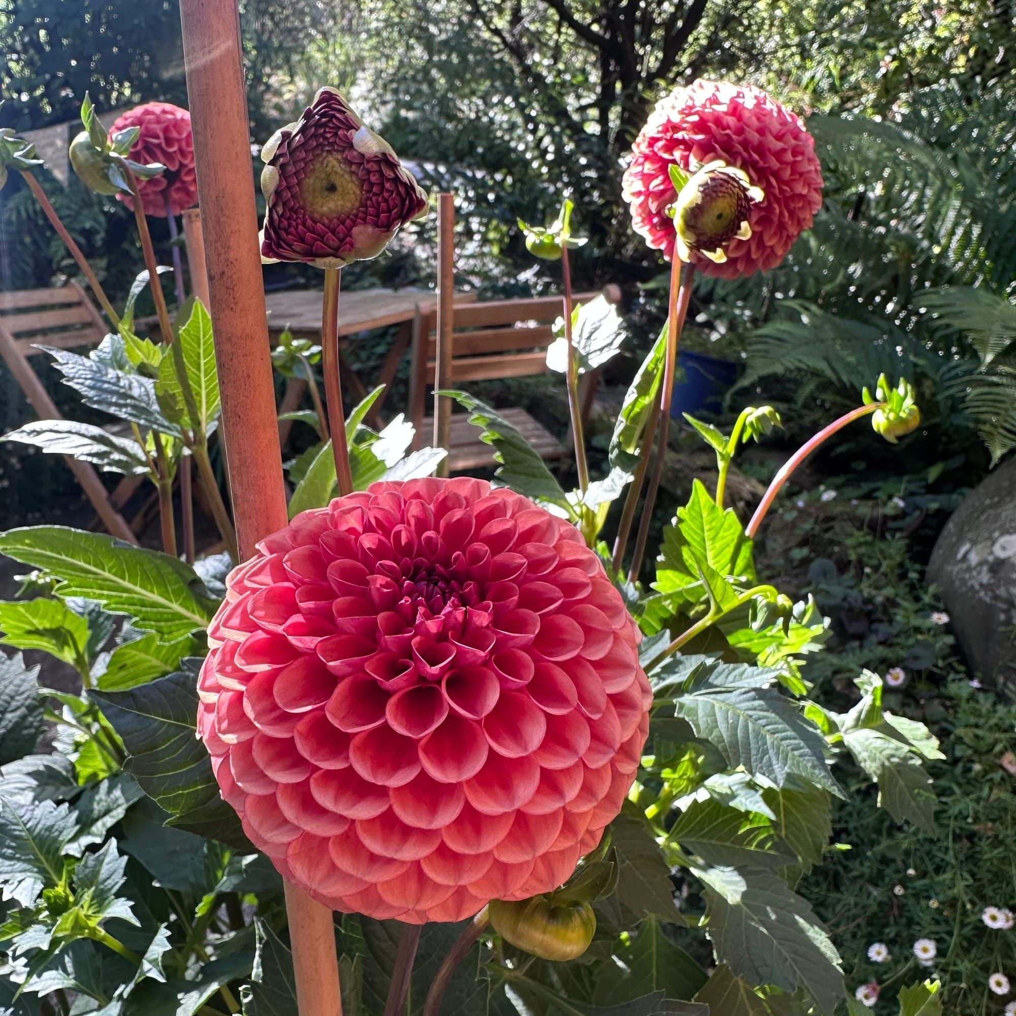 Joys in a time of difficulty