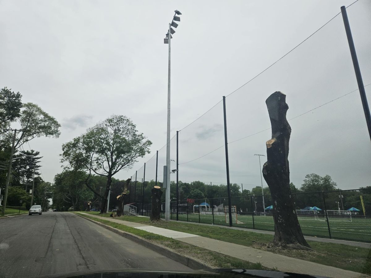 Tree Removals at Faber Field
