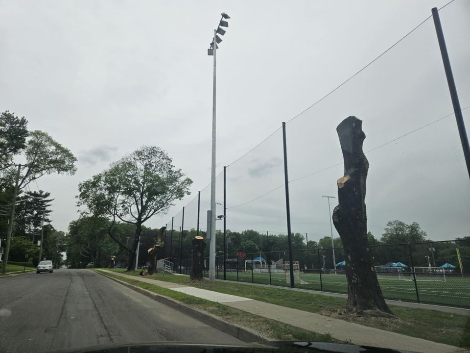 Tree Removals at Faber Field