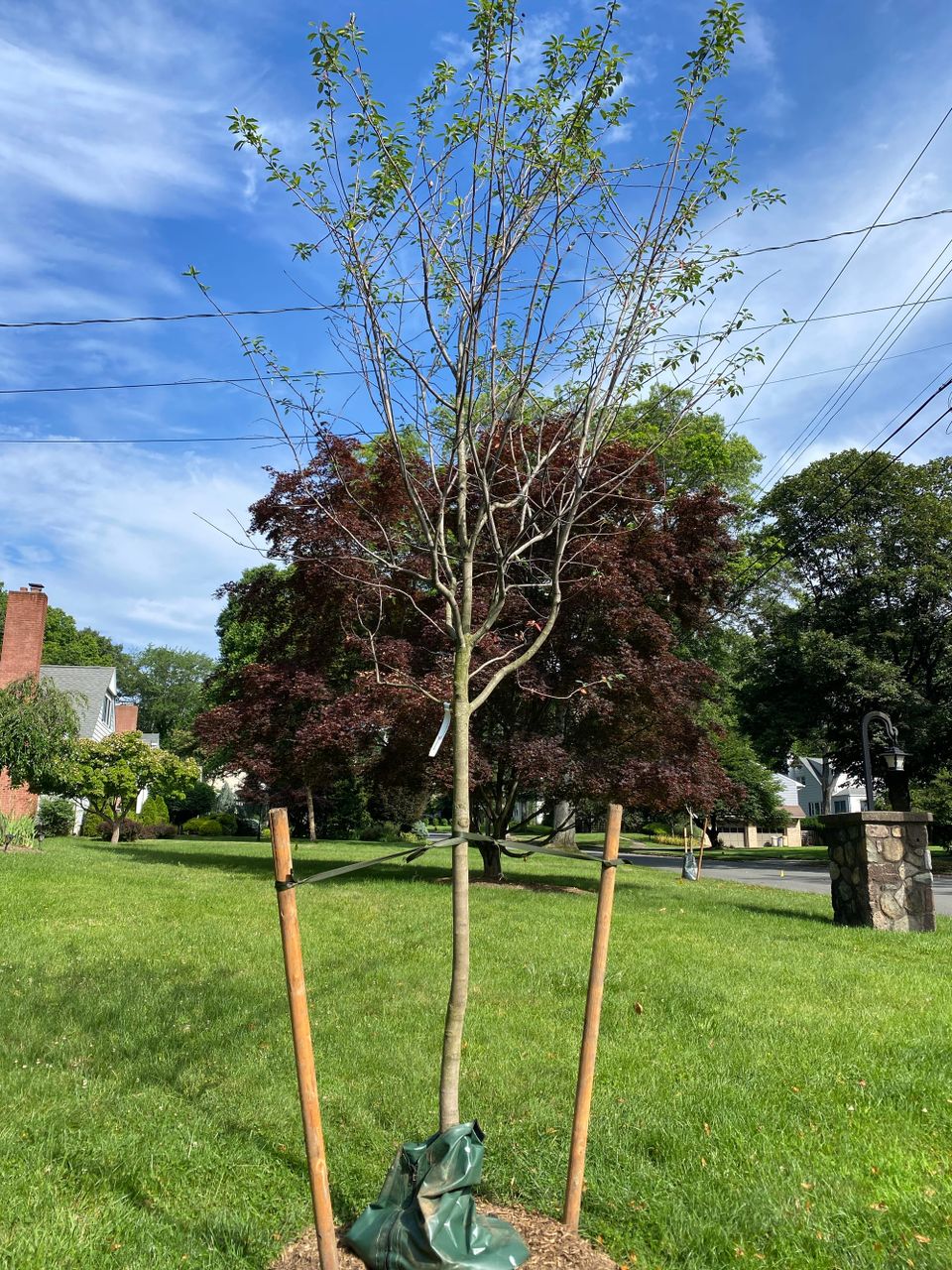How to Care for Your New Glen Rock Tree (and Get One of Your Own)