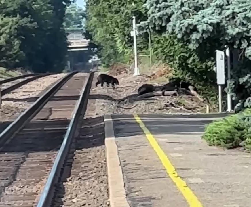 Bear Sighting in Town