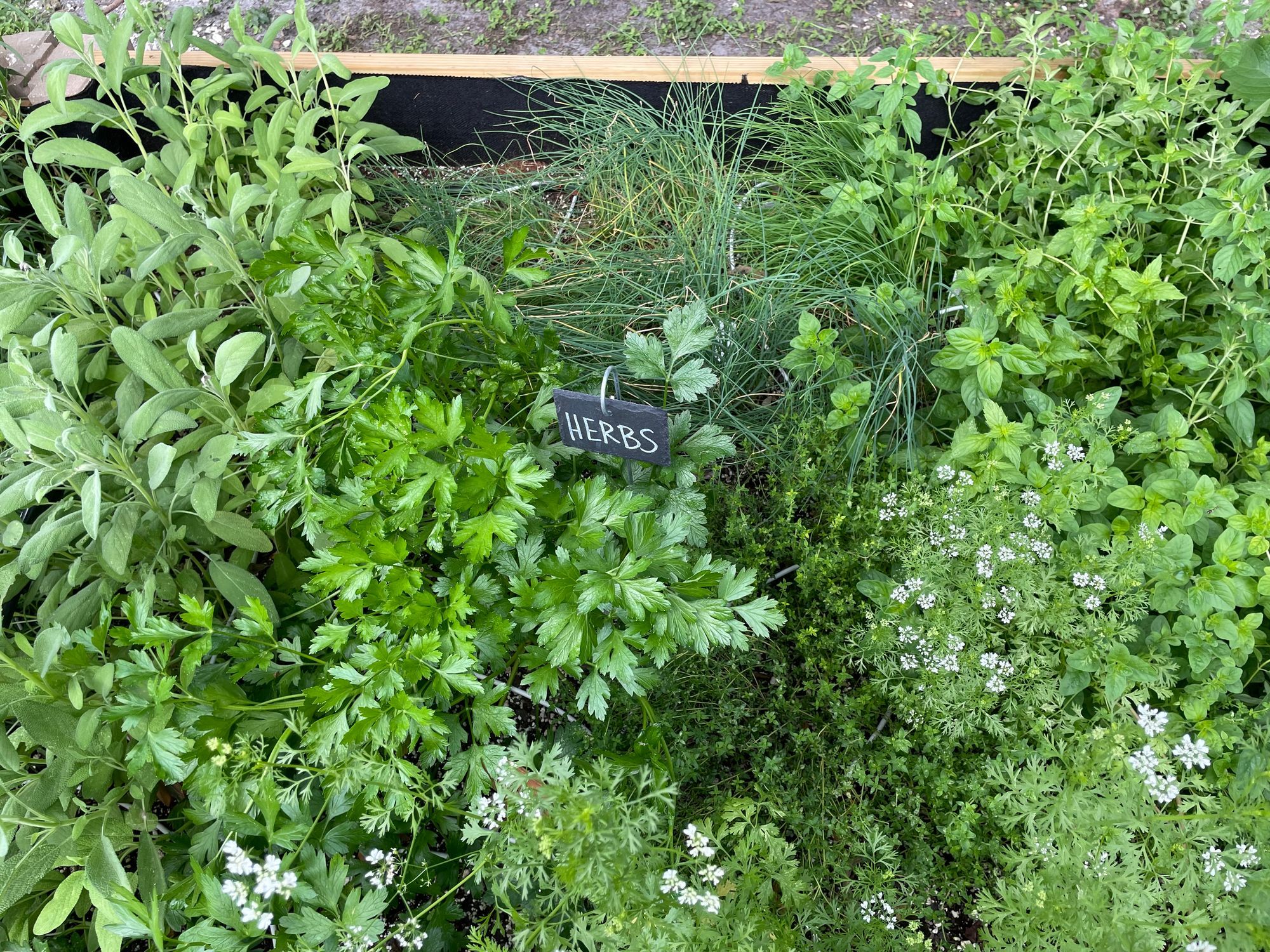 Cooking with Herbs (Part 1)