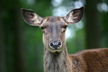 The mating behavior of the Caspian Red Deer, or: why resilience is essential