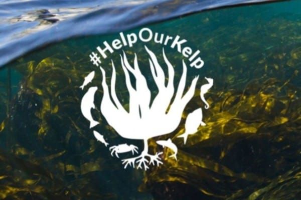 Help Our Kelp campaign achieves major milestone