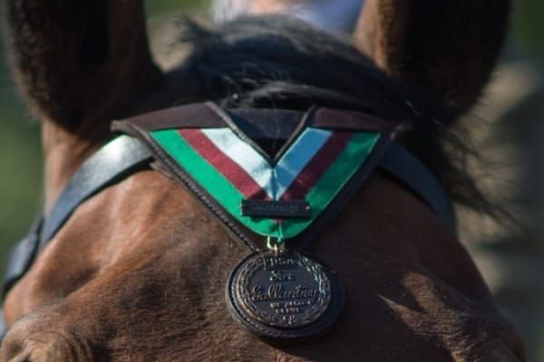Heroic animals ‘who also served’ honoured this VE Day