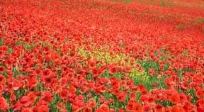 D Day and World War One commemorations in Brighton & Hove