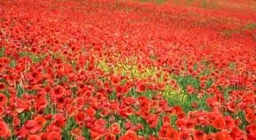Simon Kirby MP expands poppy project to Peacehaven and Telscombe Town Councils