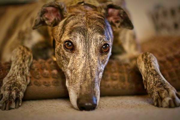 New charity single for Retired Greyhound Trust
