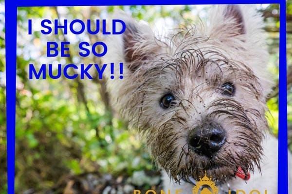 Bone Idol supports Brighton Rainbow Fund with ‘All the Woofers’ campaign